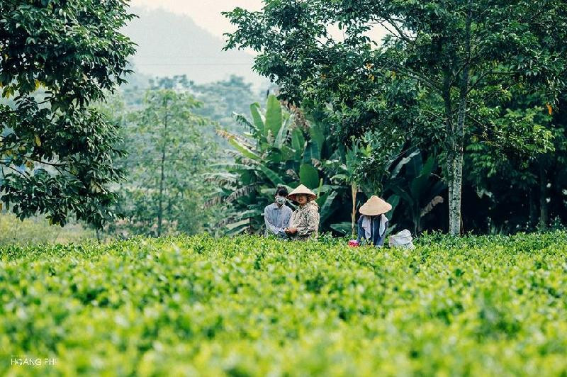 Bình minh tuyệt đẹp trên những đồi chè Tân Cương hình ảnh 4 Binh minh tuyet dep tren nhung doi che Tan Cuong hinh anh 4