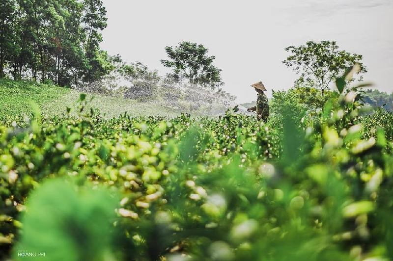 Bình minh tuyệt đẹp trên những đồi chè Tân Cương hình ảnh 3 Binh minh tuyet dep tren nhung doi che Tan Cuong hinh anh 3