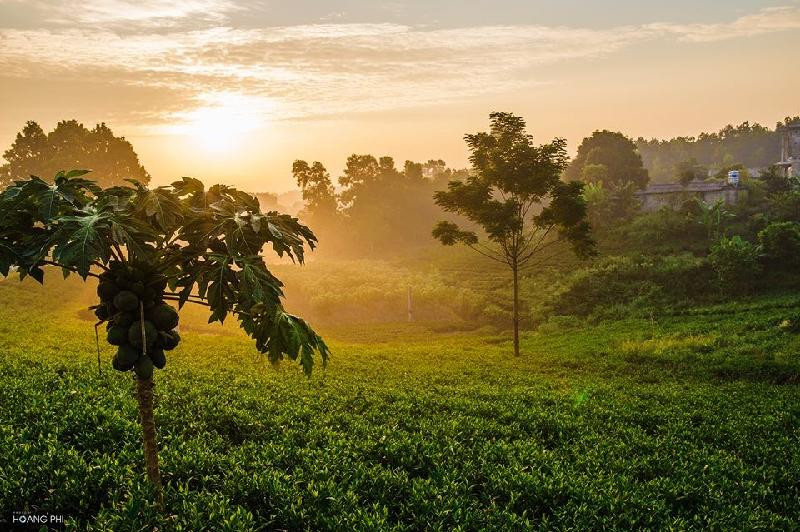 Bình minh tuyệt đẹp trên những đồi chè Tân Cương hình ảnh 6 Binh minh tuyet dep tren nhung doi che Tan Cuong hinh anh 6