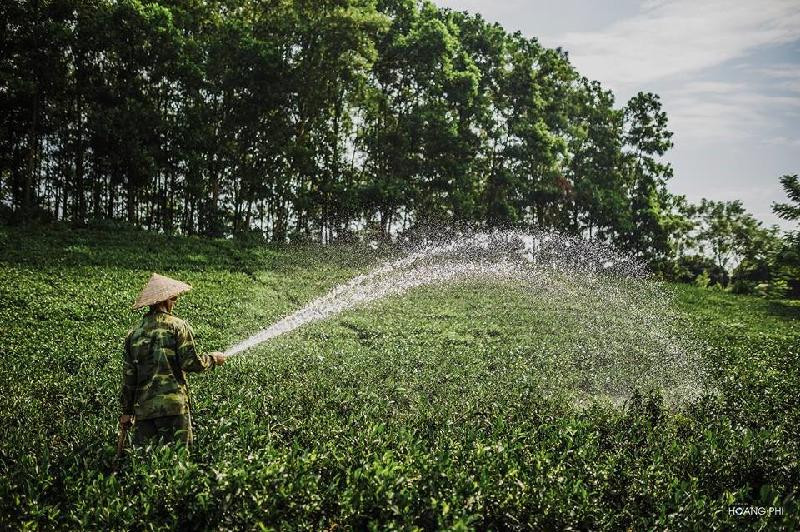 Bình minh tuyệt đẹp trên những đồi chè Tân Cương hình ảnh 2 Binh minh tuyet dep tren nhung doi che Tan Cuong hinh anh 2