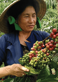 Người trồng cà phê và nỗi lo mùa thu hoạch 