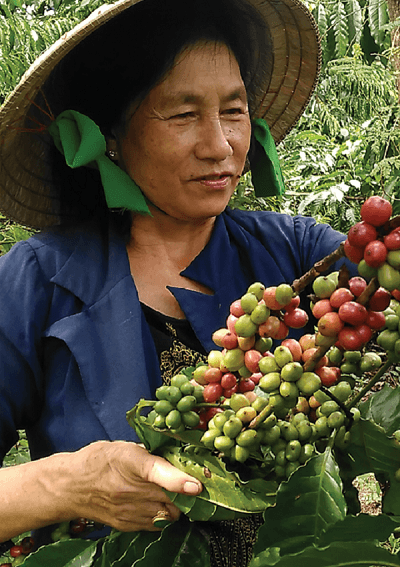 Nhiều nỗi lo khiến người trồng cà phê không có được mùa thu hoạch với niềm vui trọn vẹn.