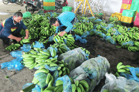 Tín hiệu xanh từ cây chuối công nghệ cao 