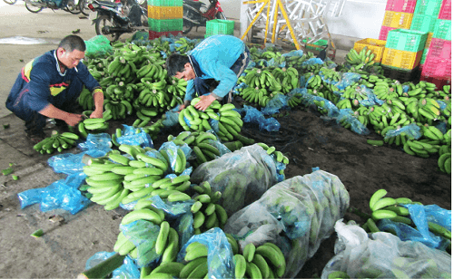 Bắp chuối, buồng chuối, vườn chuối, thu hoạch chuối ở vườn chuối công nghệ cao của ông Nguyễn Lợi Đức.