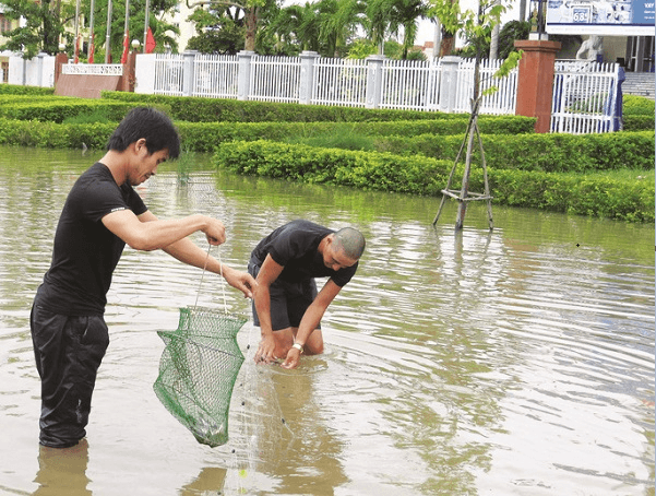 Người dân bắt cá ngay trên đường.