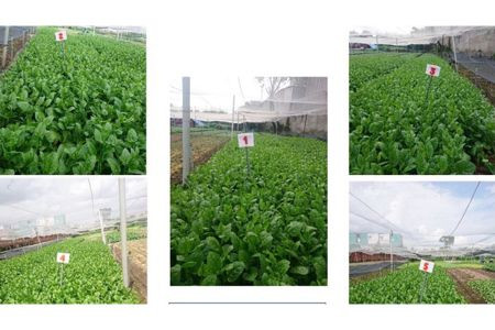 Chế phẩm sinh học mới trong canh tác nông nghiệp