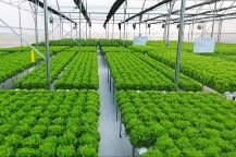 Tăng cường tín dụng nông nghiệp công nghệ cao