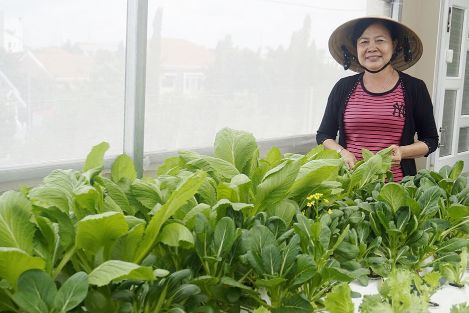 Long An: Lợi ích từ việc trồng rau sạch tại nhà 