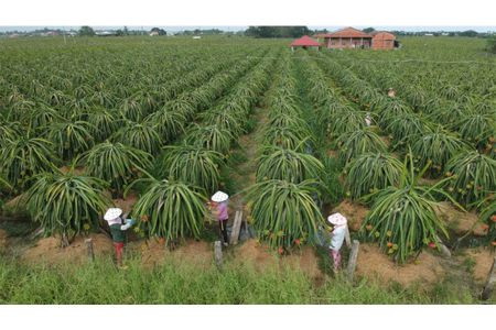 Giám sát mã số vùng trồng nông sản xuất khẩu