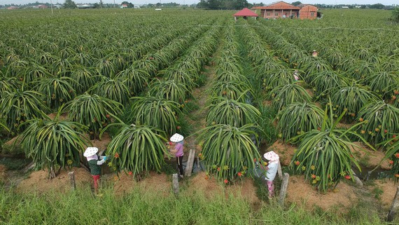 Thanh long ruột đỏ xuất khẩu trồng tại xã Hiệp Thạnh, huyện Châu Thành, tỉnh Long An. Ảnh: CAO THĂNG.