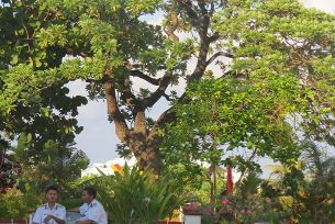 Bền bỉ như cây di sản ở Trường Sa 