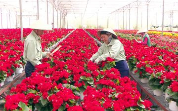 Phát triển ngành kinh tế sinh thái hoa, cây cảnh