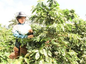Xây dựng chỉ dẫn địa lý và chuỗi giá trị cho cà phê Khe Sanh