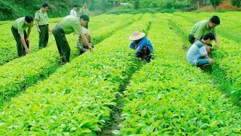 Đảm bảo kinh phí cho các dự án phát triển sản xuất giống phục vụ cơ cấu lại ngành nông nghiệp