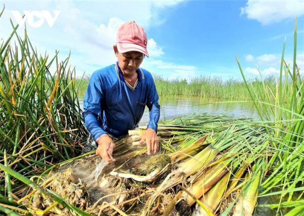 Vườn rau sạch giữa lòng thành phố mang thu nhập cao cho người nông dân 