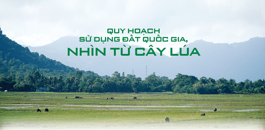 Quy hoạch sử dụng đất quốc gia, nhìn từ cây lúa