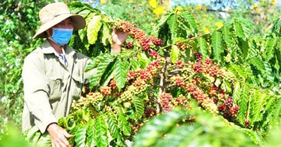 Nông dân trồng cà phê rất cần VnSAT hỗ trợ 