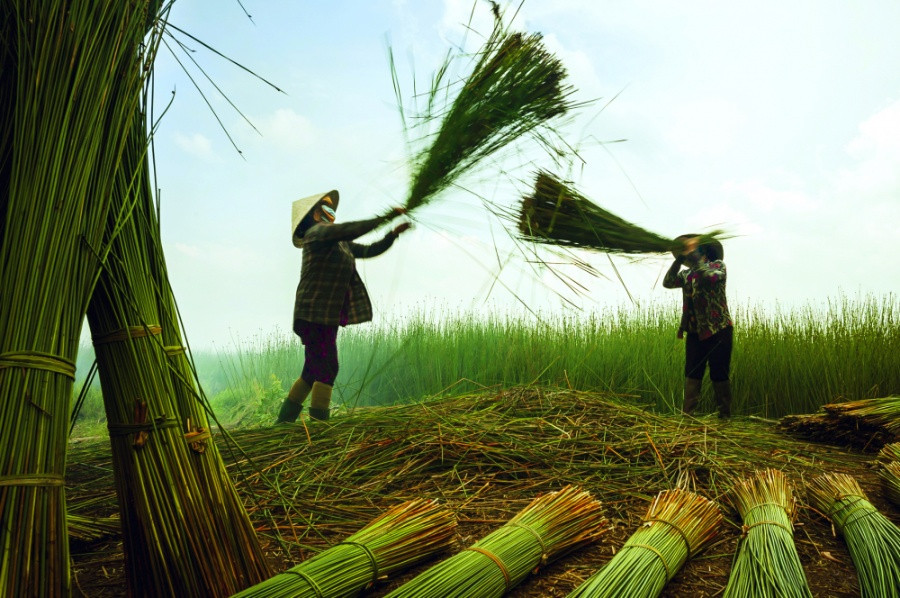 Vẫy cỏ bàng để loại bỏ các cọng cỏ khô vàng