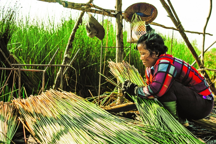 Phân loại và bó cỏ bàng tại vườn