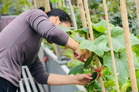 Tăng cường lực lượng giảng viên quản lý, chăm sóc cây trồng 