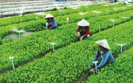 Gần 2.300 Hợp tác xã nông nghiệp đã thành lập doanh nghiệp