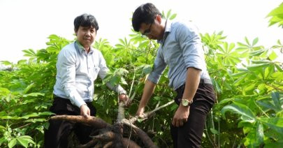 Kỳ vọng 2 giống sắn kháng bệnh khảm lá