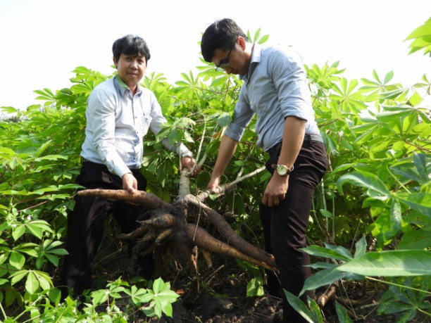 Ngoài chống được bệnh khảm lá, giống HN3 và HN5 còn cho thấy năng suất cao, trữ bột đảm bảo. Ảnh: Trần Trung.