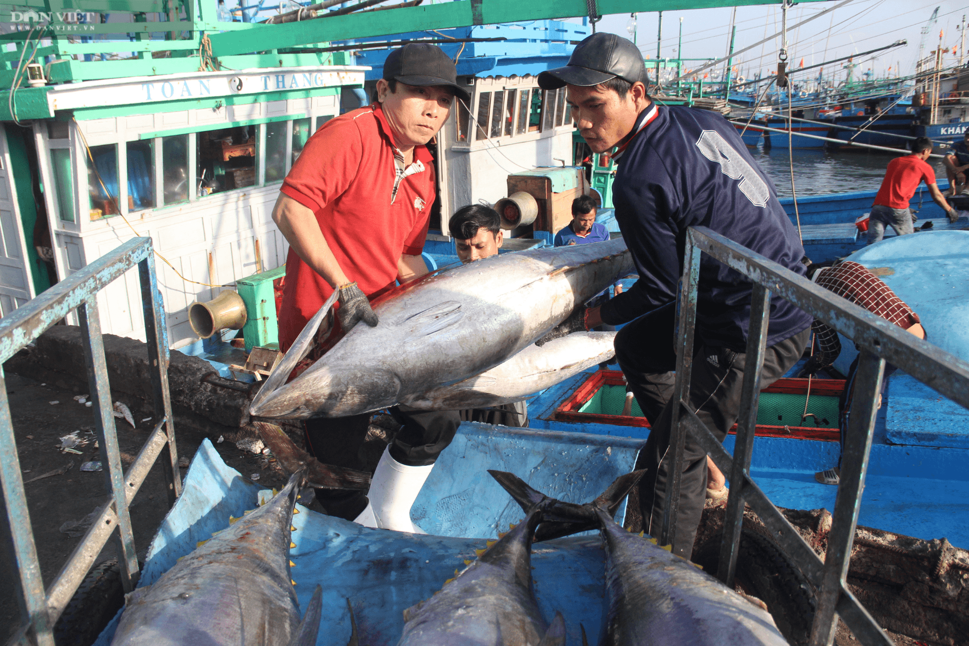 Chính phủ phê duyệt Chương trình điều tra, đánh giá tổng thể nguồn lợi thủy sản 