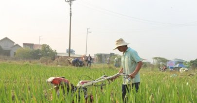 Chuyển đổi cơ cấu cây trồng vừa hạn chế bỏ ruộng vừa tăng thu nhập