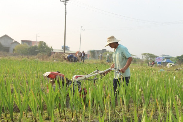 Chuyển đổi cơ cấu cây trồng ở xã Đại Bản, huyện An Dương. Ảnh: Đinh Mười.
