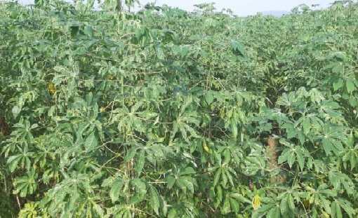 Chưa có thuốc đặc trị, Nghệ An nhổ bỏ hơn 2.000ha sắn bị nhiễm bệnh khảm lá