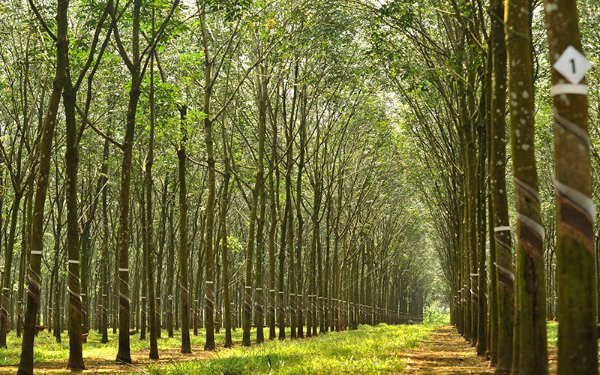 Phát triển thương mại lâm sản bền vững 