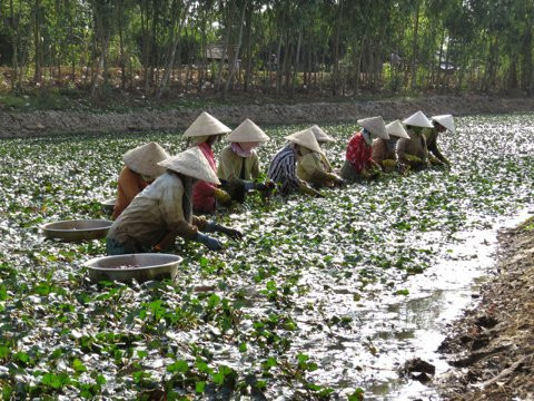 Đồng Tháp: Công bố nhãn hiệu chứng nhận “Củ ấu Long Hưng” 
