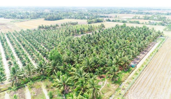 Giữ màu xanh cây dừa ở đồng bằng sông Cửu Long