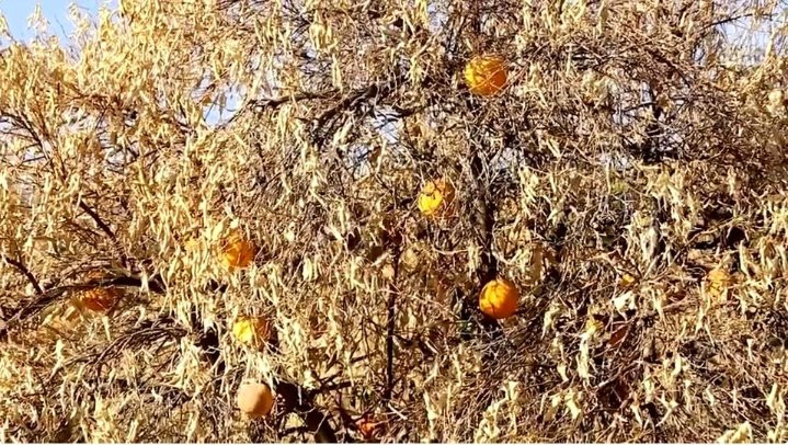 Nông dân Mỹ chặt cây, bán gia súc vì không “gồng” nổi trong đợt hạn hán 