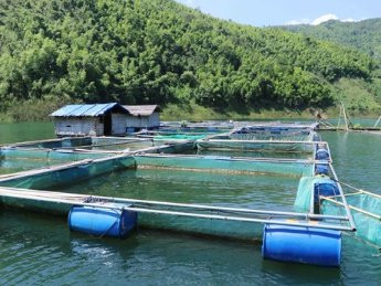 Nhiều dư địa cho phát triển nuôi trồng thủy sản vùng hồ chứa