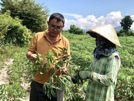 Bất lực trước hàng ngàn ha sắn bị bệnh khảm lá