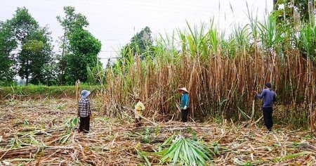 Ngọt, đắng ngành mía đường 