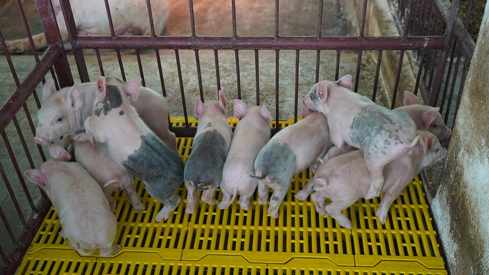 Ngành chăn nuôi heo của Việt Nam dễ bị tổn thương 