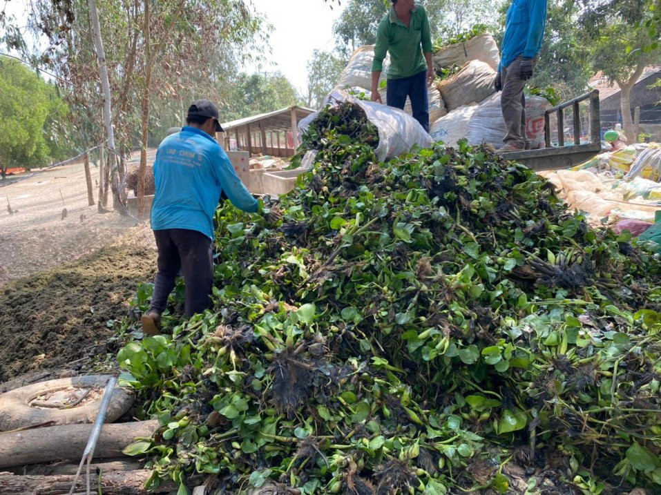 Sản xuất phân hữu cơ từ lục bình
