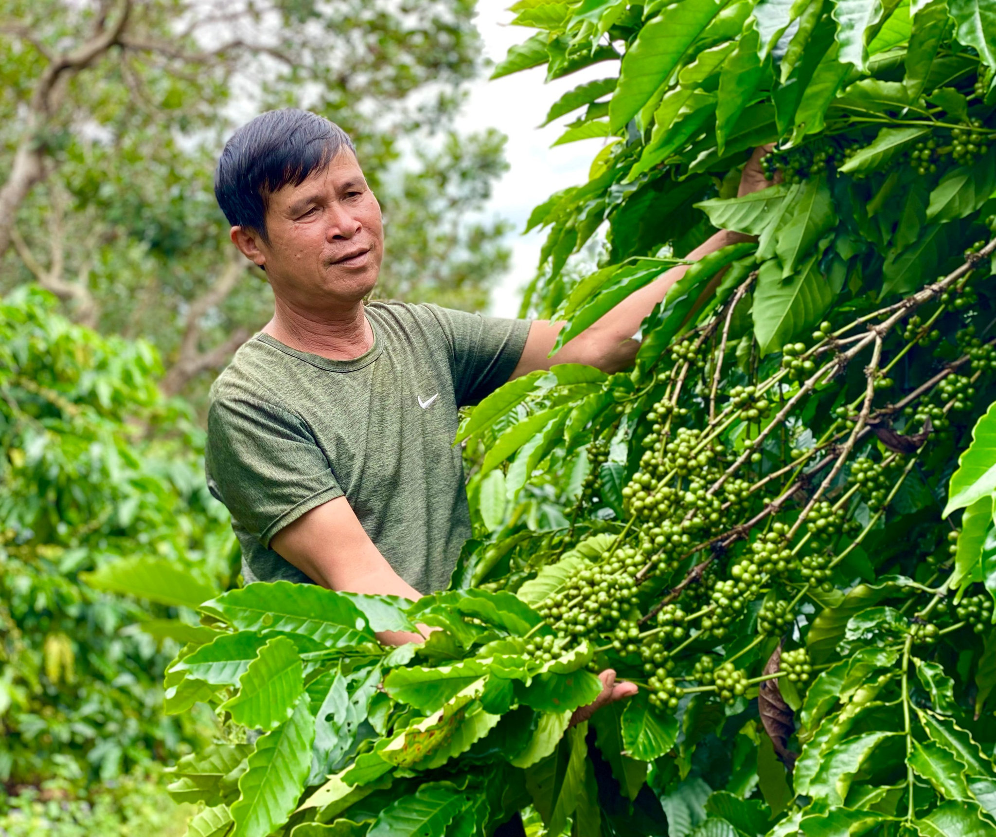 Cà phê Fine Robusta Gia Lai ‘bước’ vào bộ sưu tập hạng sang của Italy