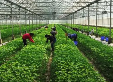 Trồng tía tô xanh: Triển vọng xuất khẩu 
