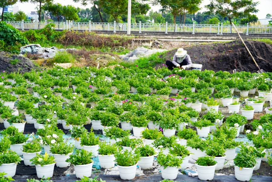 Một vườn hoa ở phường Thới An, quận 12. Chủ vườn cho biết, thời tiết thất thường, giá vật tư, nhân công cao, cạnh tranh giá khốc liệt khiến việc trồng hoa ở TPHCM cho mức lãi khá thấp - ẢNH: SƠN VINH