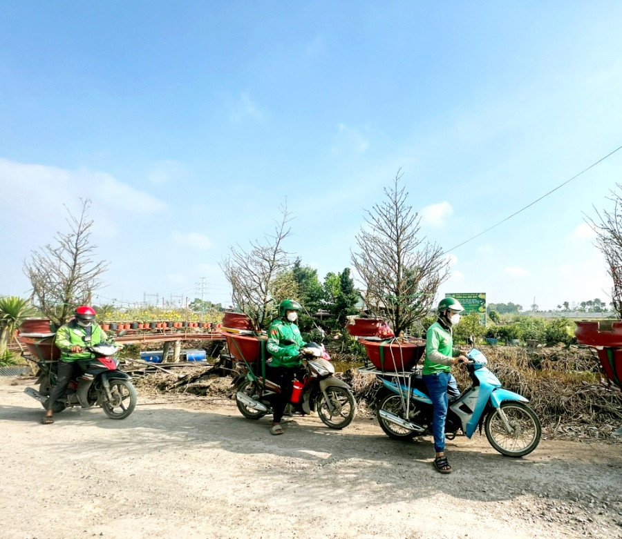Nhân viên giao nhận (shipper) xếp hàng chờ nhận các gốc mai từ nông dân xã Bình Lợi để đi giao cho khách - ẢNH: L.SƠN VINH