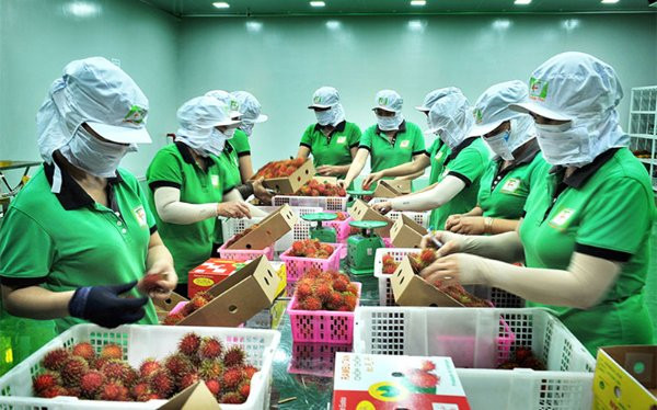 Giải quyết vướng mắc trong logistic để gỡ khó cho xuất khẩu nông sản 