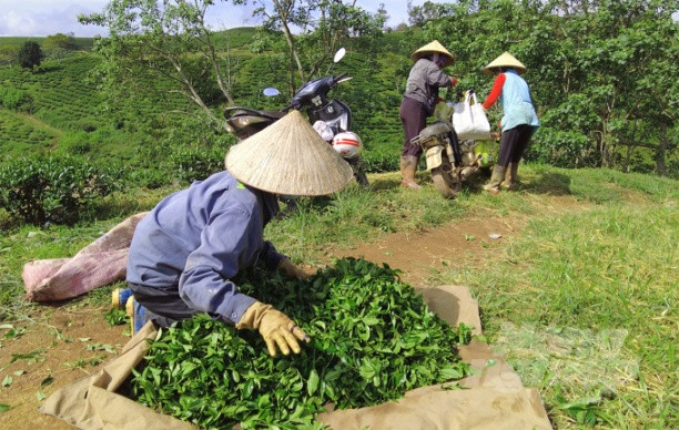 Các giống chè mới được đưa vào sản xuất có nhiều ưu điểm như trọng lượng lá lớn, khả năng kháng bệnh tốt, cho năng suất cao. Ảnh: Minh Hậu