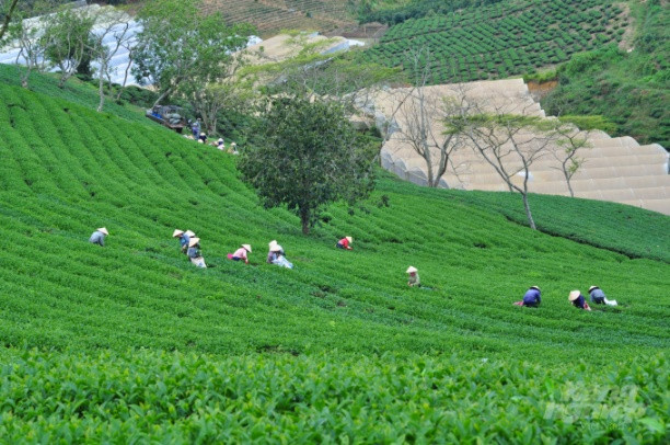 Tổng diện tích chè hiện nay của thành phố Bảo Lộc khoảng 2,5 nghìn ha. Ảnh: Minh Hậu