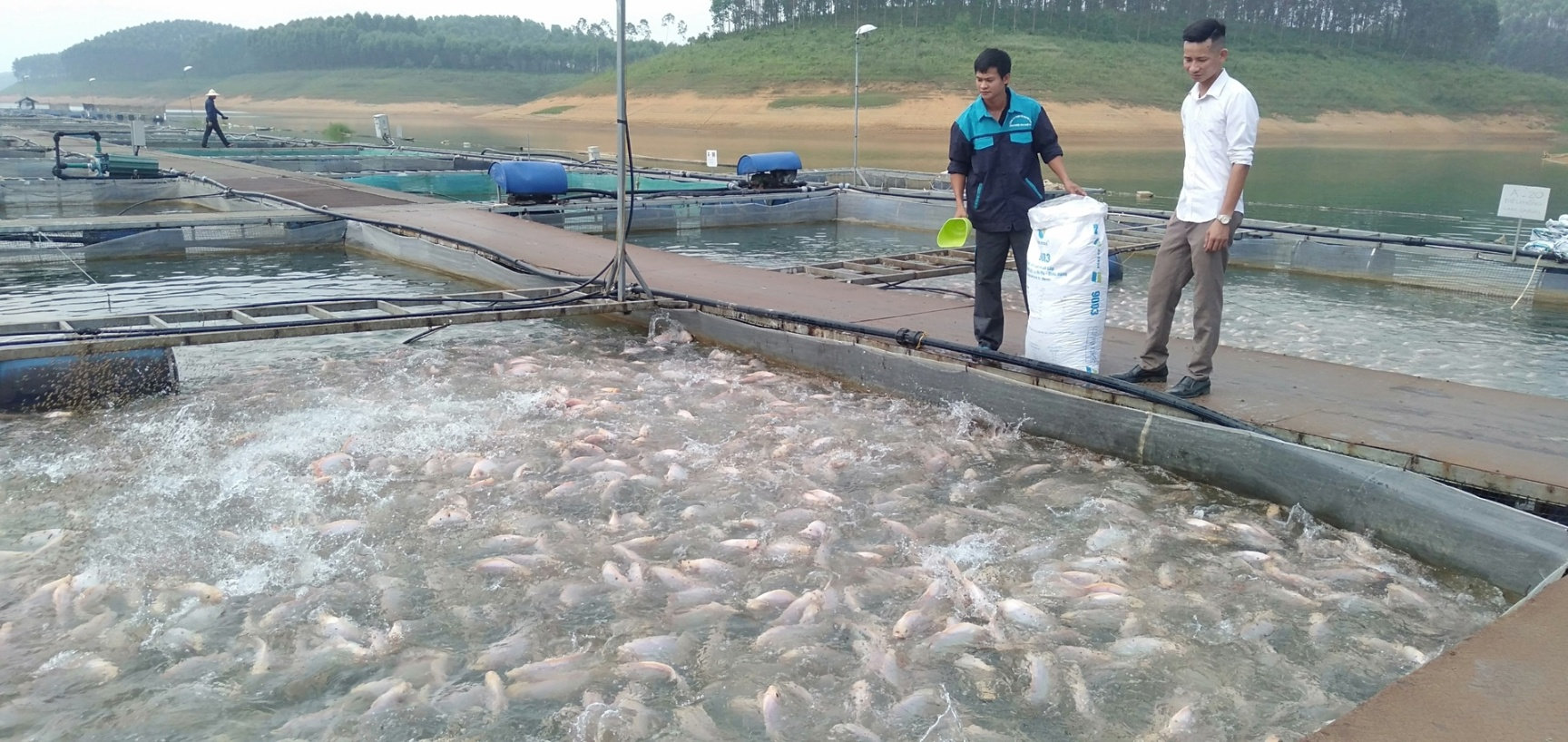 Người nuôi cần thực hiện các biện pháp phòng và trị bệnh trong mùa mưa lũ cho thủy sản nuôi.