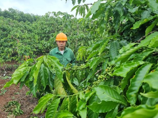 Mở rộng diện tích sản xuất hiệu quả từ vốn vay Agribank 