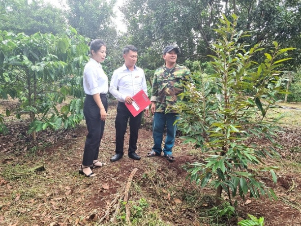 Gia đình anh Lê Đức Bảo (khu phố 5, thị trấn Đăk Đoa) được Agribank hỗ trợ vốn vay để trồng mắc ca, cà phê, sầu riêng. Ảnh: Tuấn Anh.